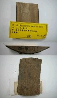 藏品(孔雀豆)的圖片